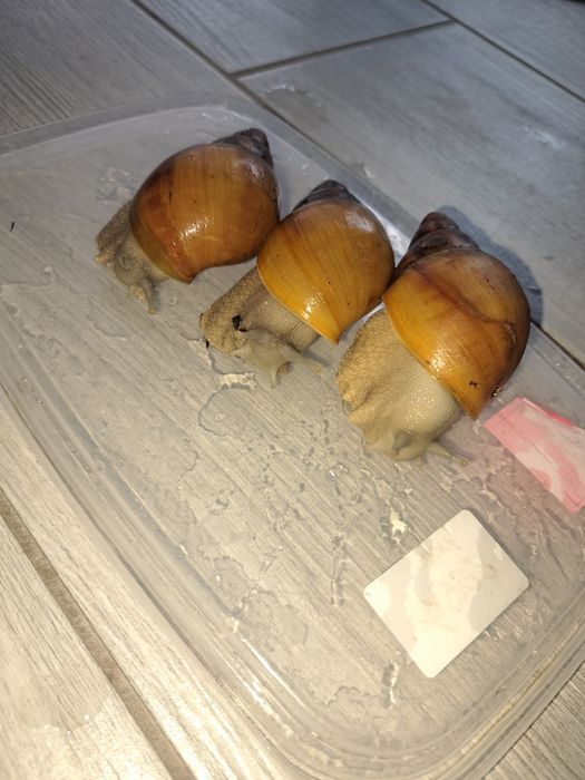 Архатина гривелли сильвер,улитка,равлик