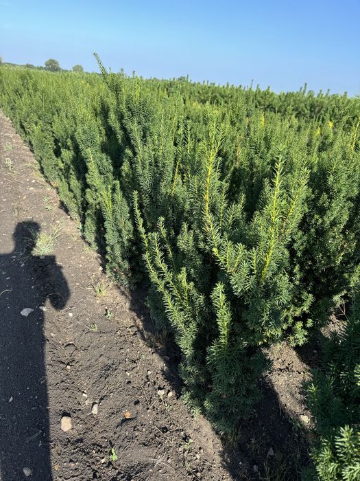 Cis hicksi  taxus