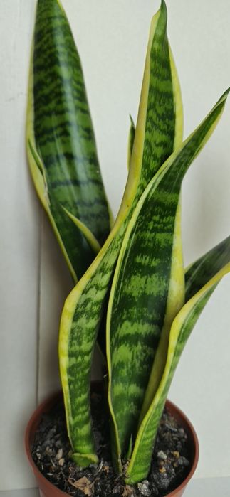 Planta Espada de São Jorge em Vaso 12,5 cm