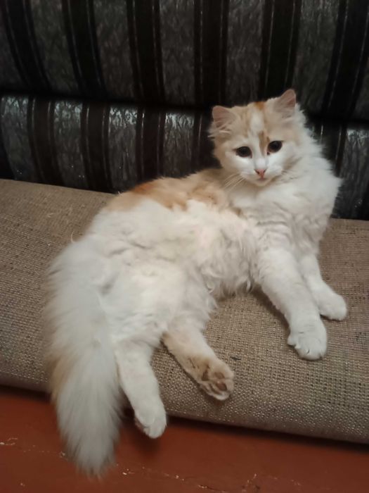 Красуня  киця породи ангора.   Вісім місяців.