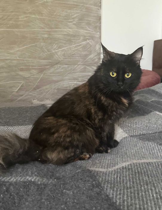 Толстенькая Ласковая Девочка Тучка - 1 год, Стерилизована