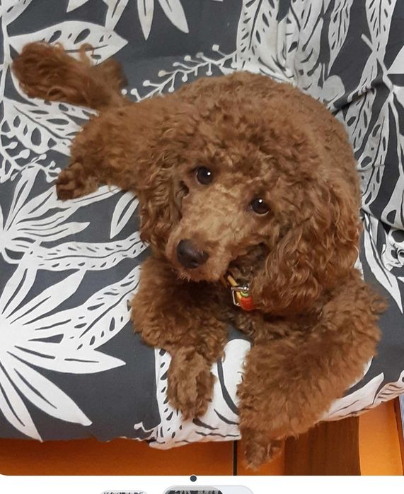 Suczka pudel do odbioru