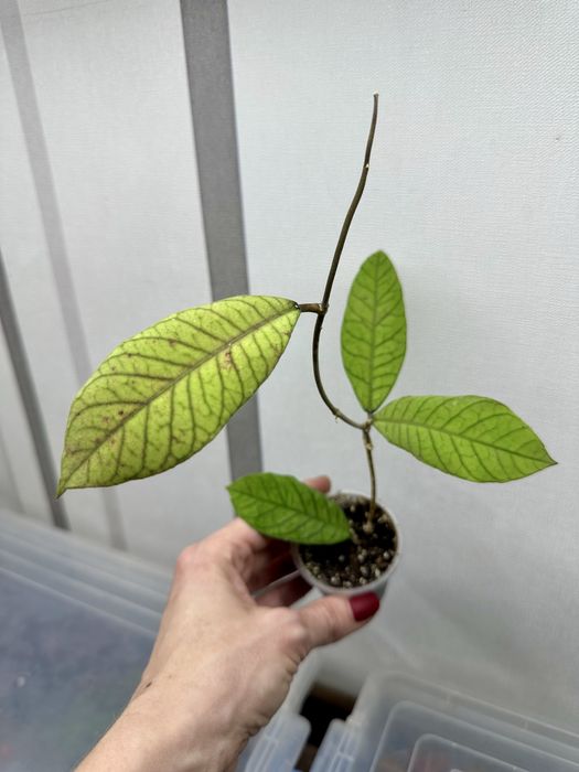 Великий вибір цікавих кімнатних рослин