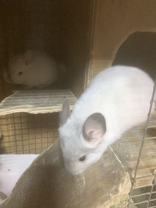 Домашні улюбленці-гризуни