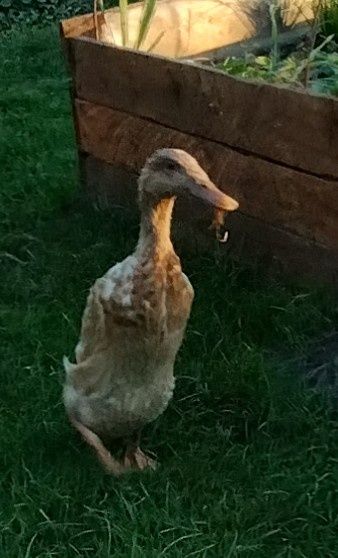 jajka lęgowe biegusa indyjskiego