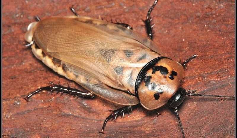 karaczan brazylijski madagaskarski