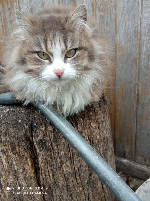 Анфіса безкоштовно