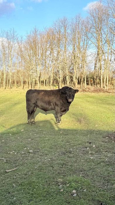 boi angus, 4 anos, com certificado, para criação