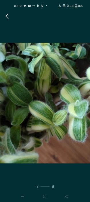 Trzykrotki callisie zebriny