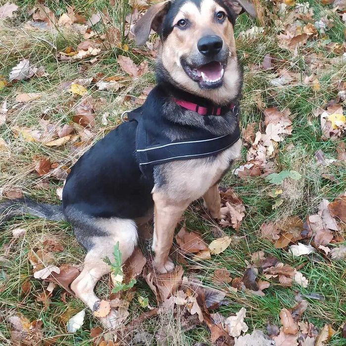 Bruno cudowny pies szuka domu