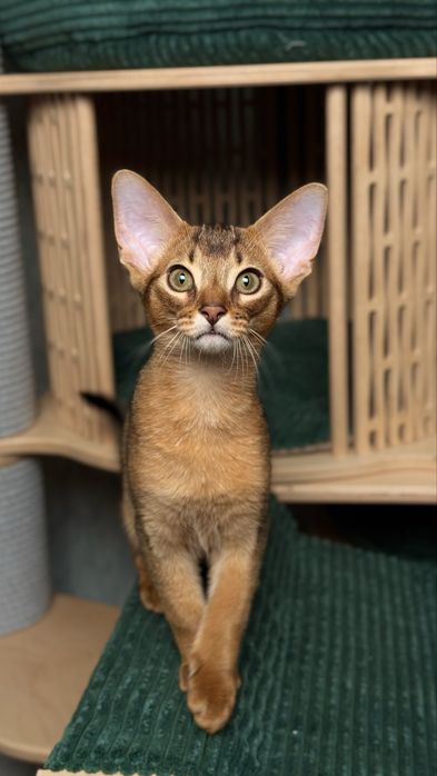 Розплідник абіссинських кішок RUDDY LOVE пропонує кошенят
