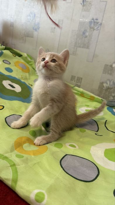 Кошеня ніжна дівчинка котенок Леся