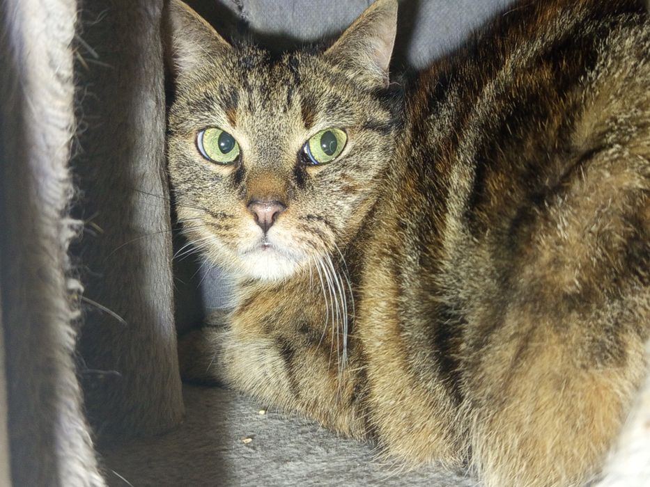 Spokojna Zezia poleca się do adopcji