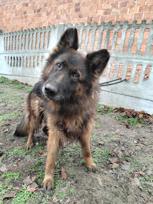 Suczka owczarka Xena do adopcji