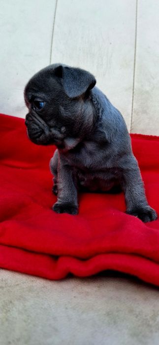 Buldog Blue Solid Chłopiec
