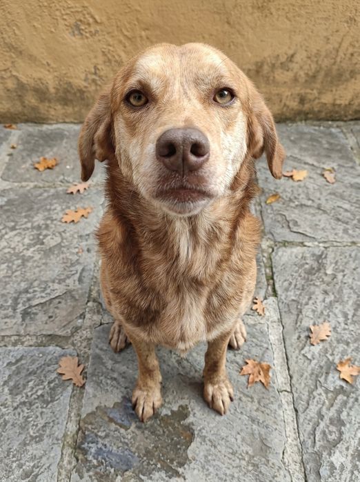 Doar Cão traçado com leão da Rodésia e perdigueiro