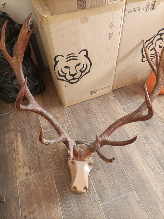 Рога лося. Продам.