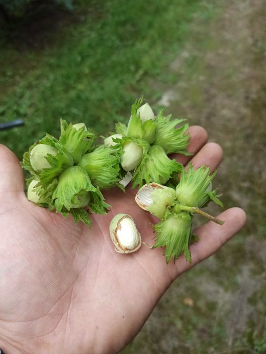 Orzech laskowy w zielonej  otulinie