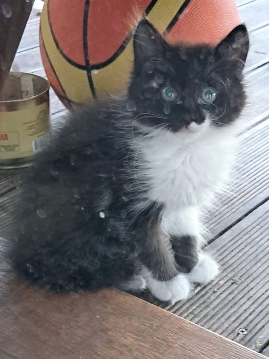 Котята отдам красивый котенок