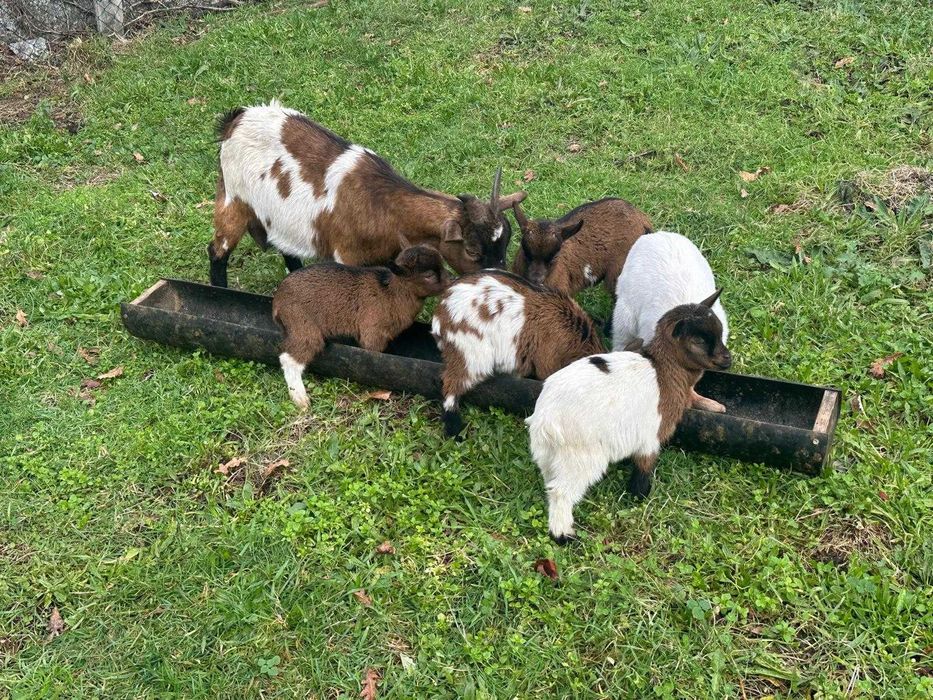 Cabritos de raça Anã