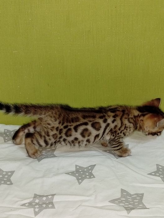 Бенгальский мальчик  wild color pattern