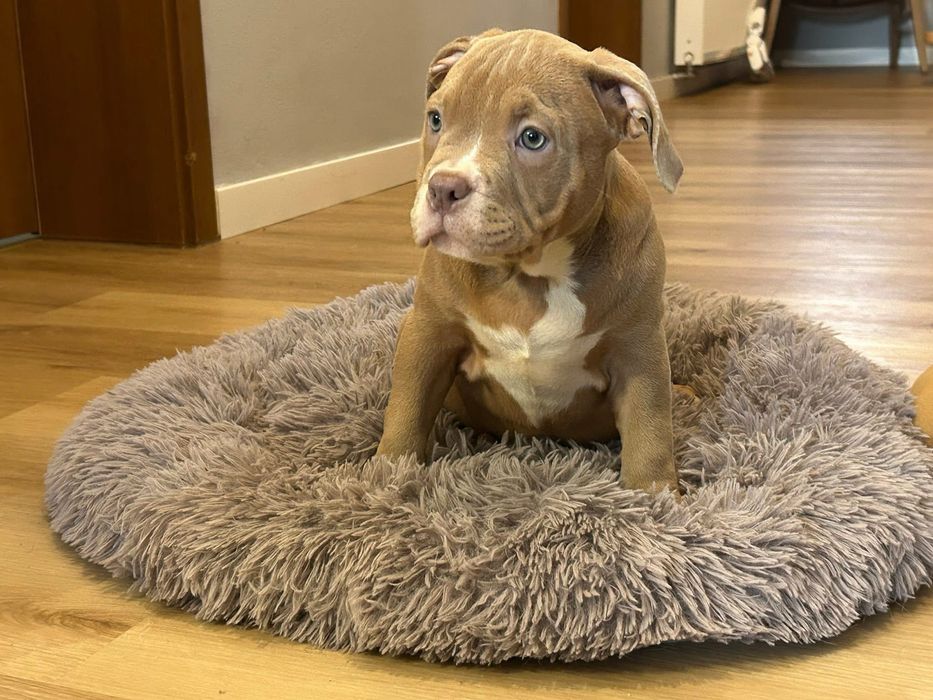 Американский буллик мальчишь