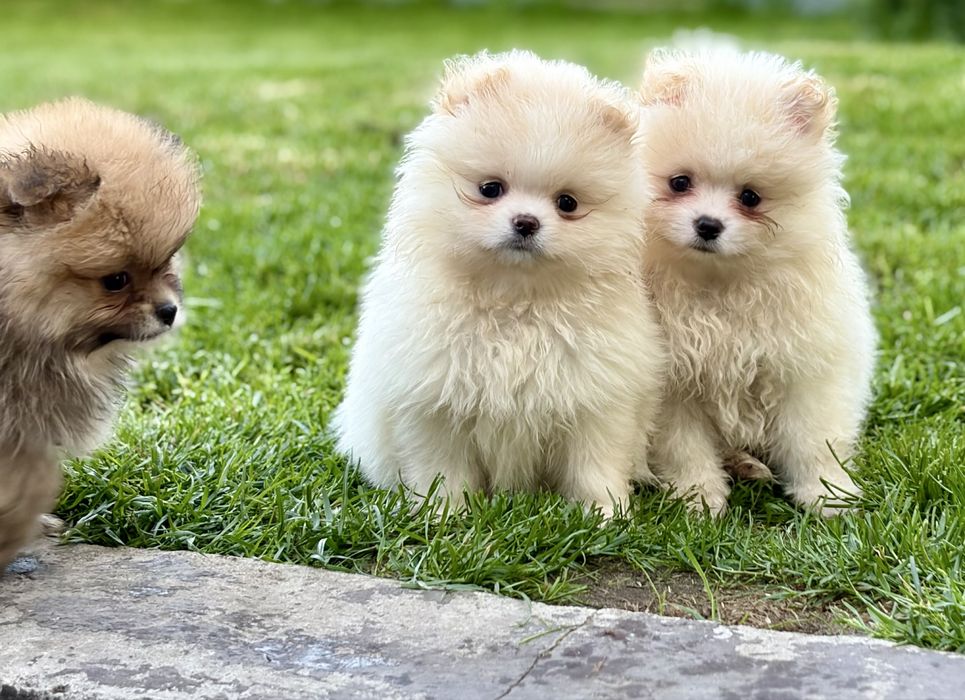 Pomeranian - szpic miniaturowy