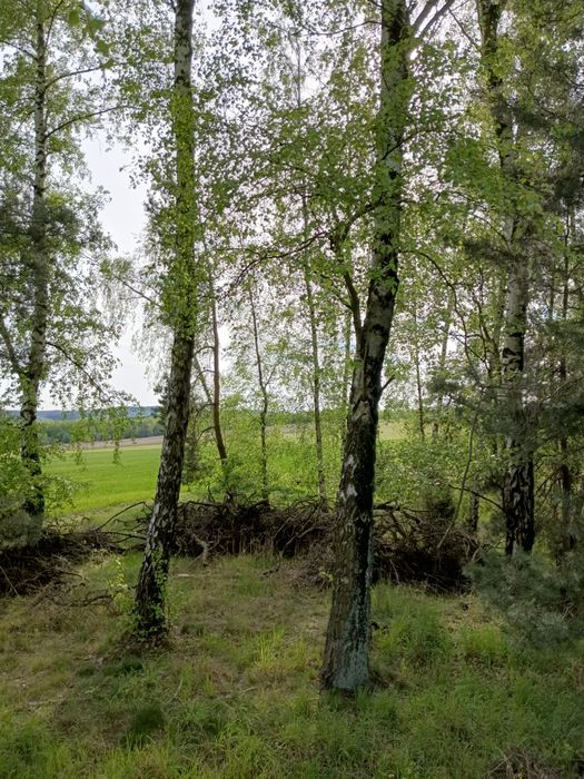 Inwentaryzacja zieleni Zezwolenia Ornitolog Wycinka drzew Nasadzenia