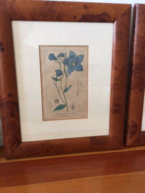 6 Walnut Root Frames with Antique Engravings