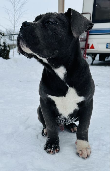 Продам кане корсо хлопчик