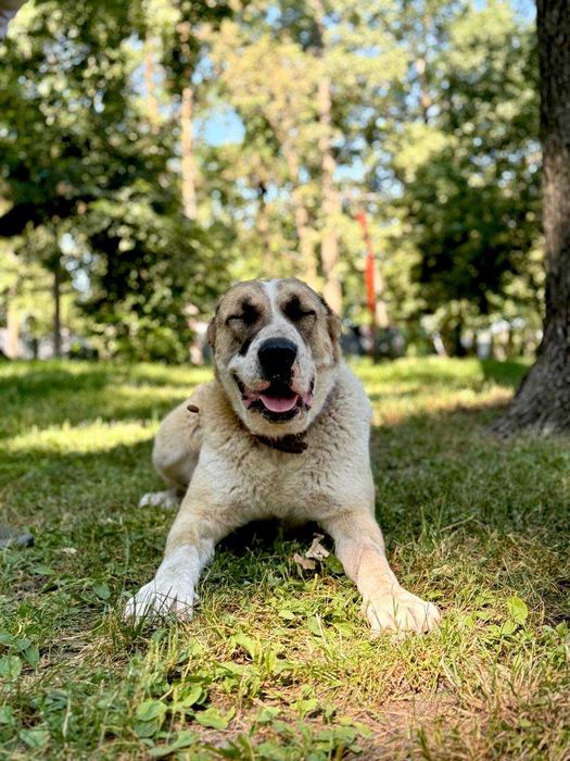 Групові заняття для собак майданчик