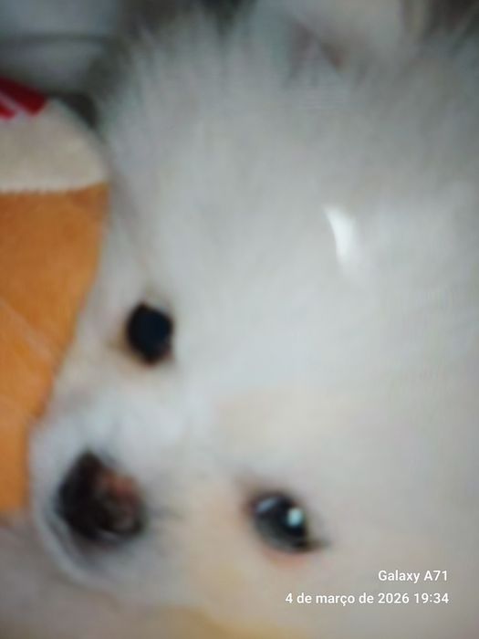 Lulus da Pomerânia/spitz alemão  anão