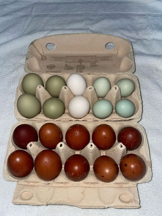 Ovos férteis para incubação