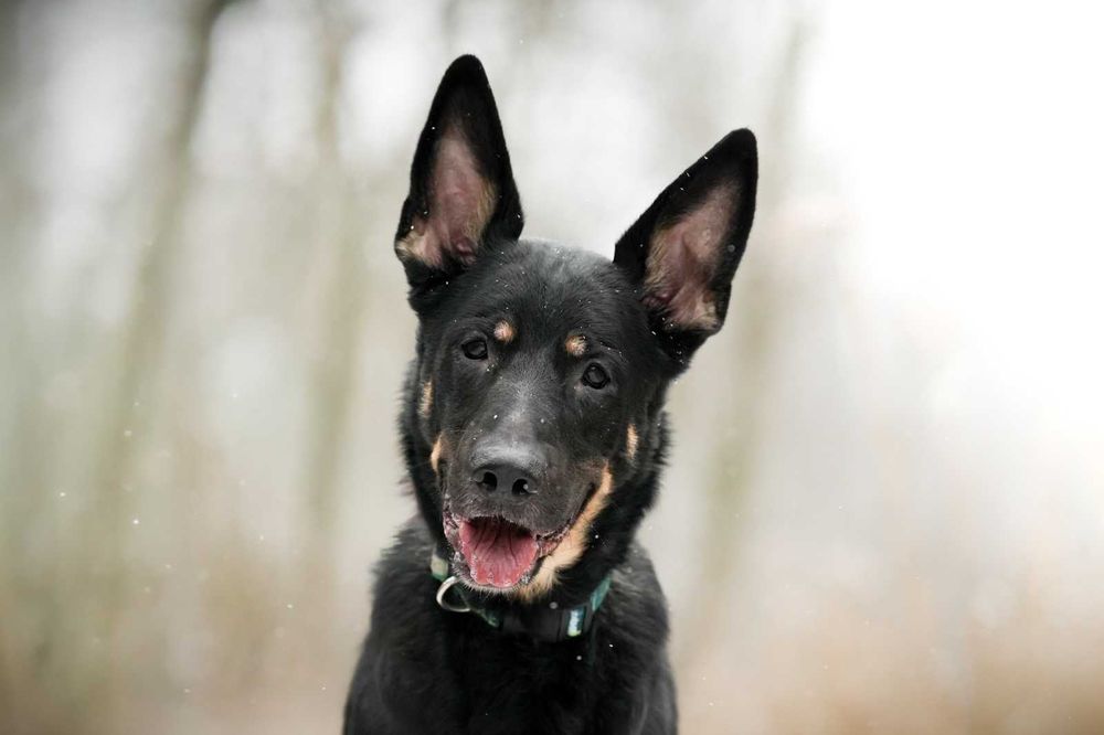 Frodo cudny psiak szuka domu