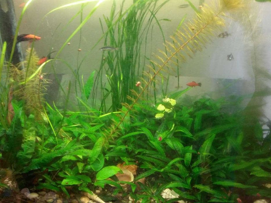 Акваріум, рибки та водорослі різних видів