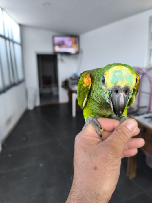Papagaio Amazona aestiva