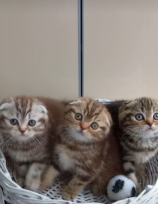 Шотландські кошенята мраморята