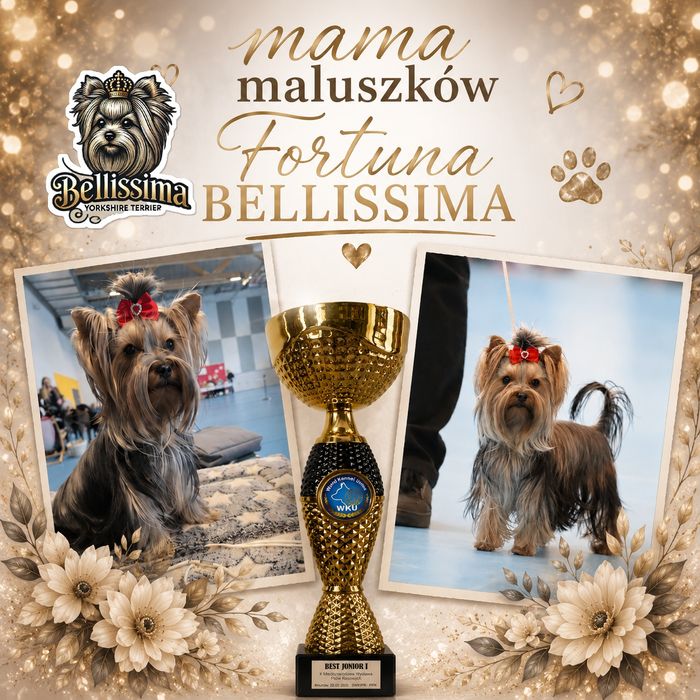 Yorkshire Terrier PIESEK Gotowy do ODEBRANIA Warszawa
