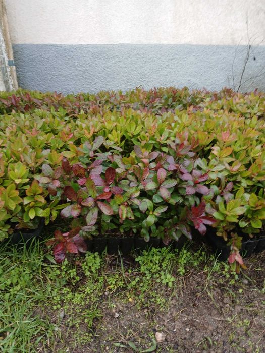 Medronheiros com aproximadamente 40cm