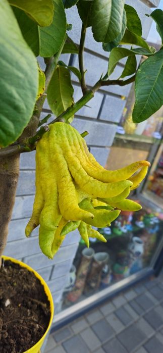 Уценка!Цитрон "Рука Будди",Лимон