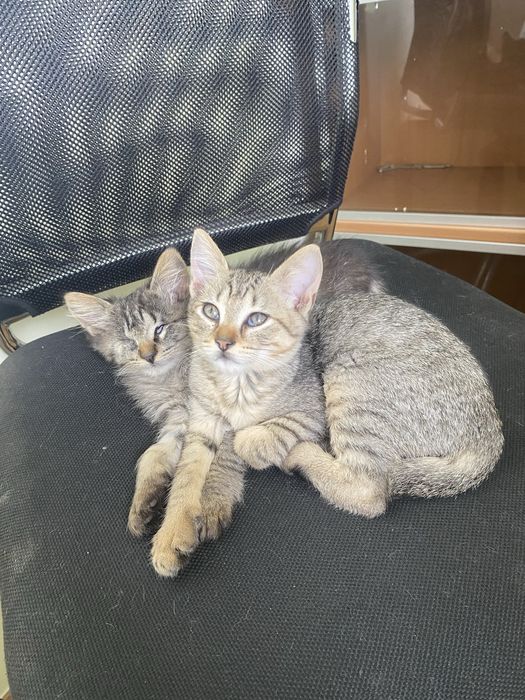 Кошеня в люблячу сімʼю
