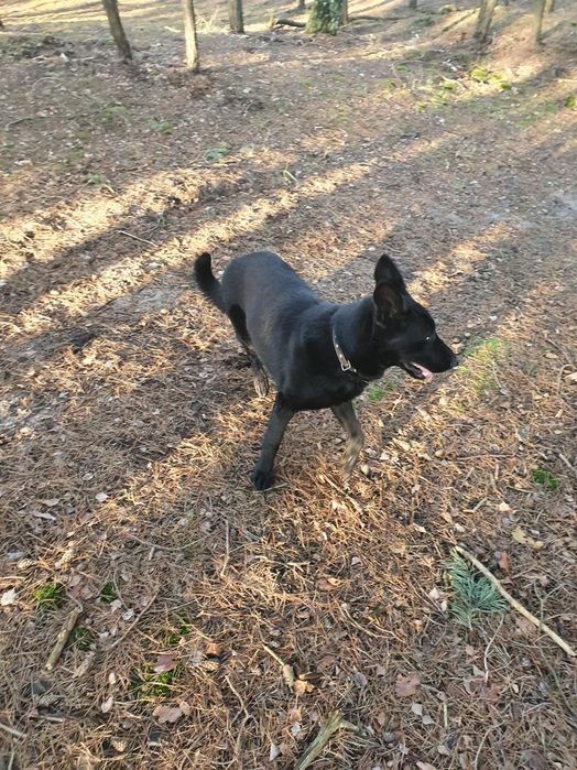 Suka Owczarek Niemiecki