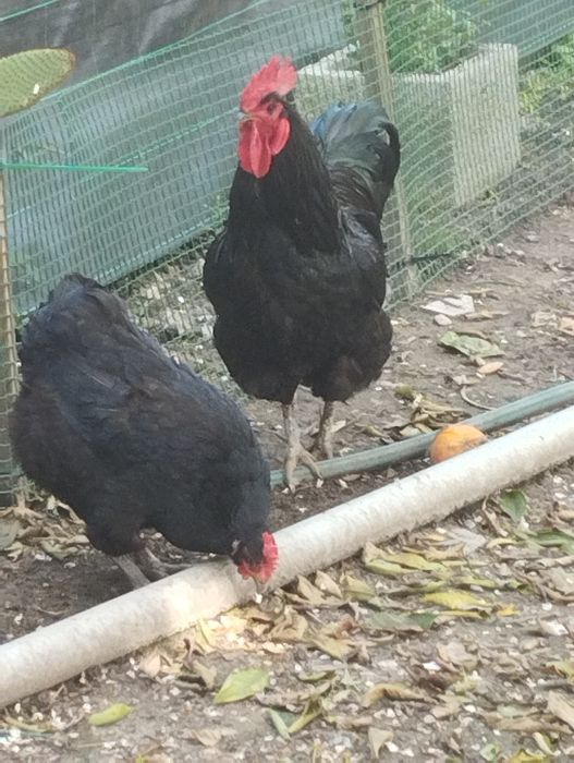 Ovos Jersey, Índio e outras raças