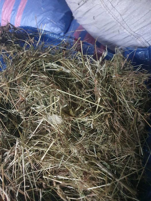 Siano suszone w workach 80l