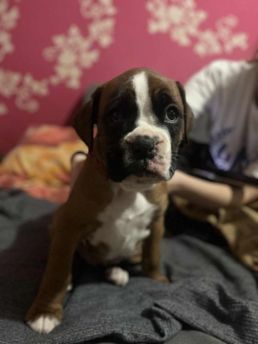 Suczka bokser biszkoptowe