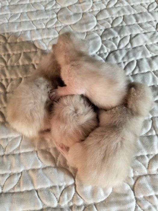 Gatinhos siamês bebés