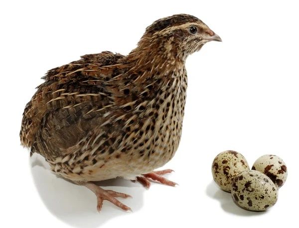 Перепелиное яйцо