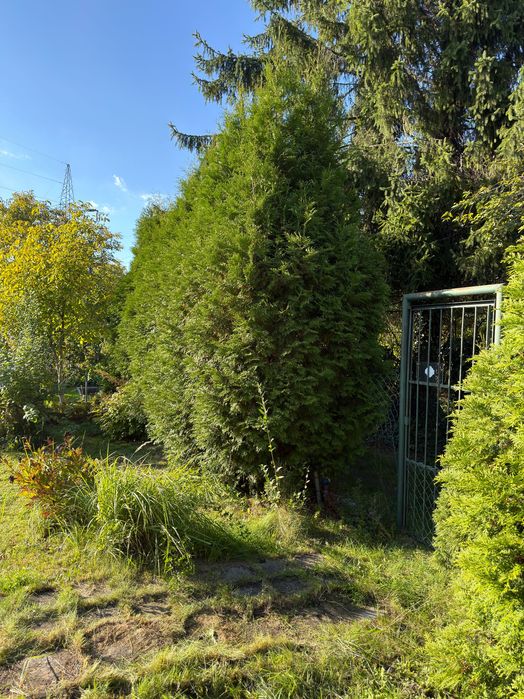 Ogródek działkowy z sauną
