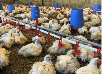 Подрощеный бройлер Кобб 500