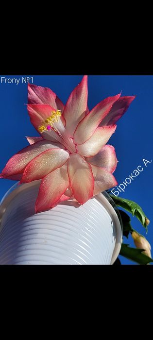 Шлюмбергера сортова